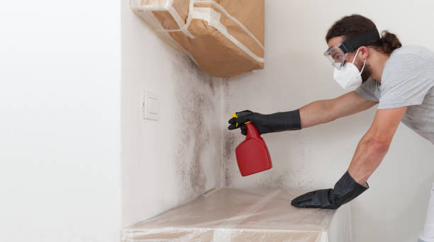 Professional Basement Mold Remediation technician working in Harrisburg, PA